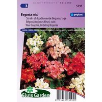 Begonia Semperflorens zaden Choice mix - thumbnail
