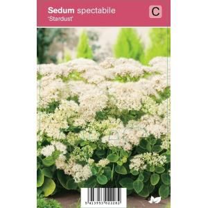 Hemelsleutel (sedum spectabile "Stardust") najaarsbloeier - 12 stuks