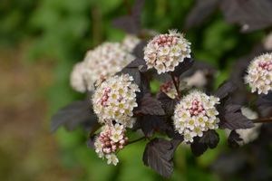 Sneeuwbalspirea