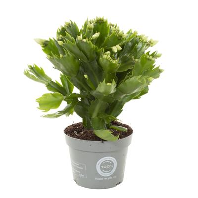 Lidcactus wit (Schlumbergera) - P 12 cm