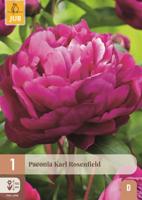 Pioenroos Paeonia karl rosenfield