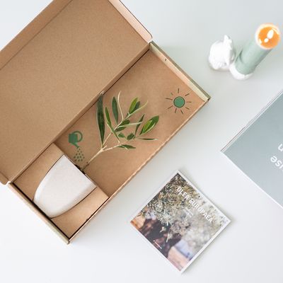 Olijfboom - Brievenbusboompje