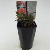 Struikroos Rosa Chippendale Arie Bouman - Arie bouman