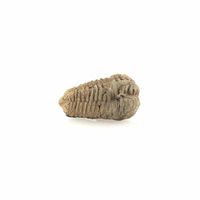 Fossiel Trilobiet bruin ca. 6 cm Fossiel Trilobiet bruin ca. 6 cm