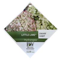 Hortensia Little Lime Dwart Habit Warentuin Natuurlijk - Warentuin natuurlijk
