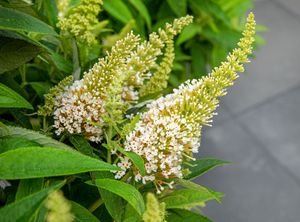Vlinderstruik