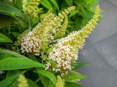 Vlinderstruik Vlinderstruik