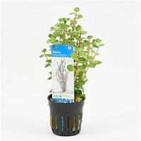 Rotala rotundifolia
 - 6 stuks - aquarium plant - thumbnail