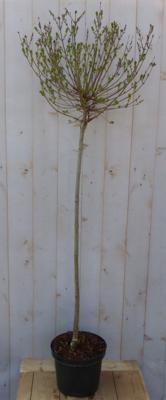 Mini sering syringa meyeri roze-paars bloemen op stam Warentuin Natuurlijk - Warentuin natuurlijk