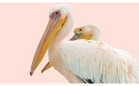 Goossens Schilderij Pink Pelican, 70 x 118 cm