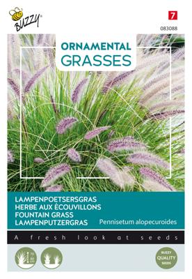 Ornamental Grasses, Pennisetum alopecuriodes - Buzzy