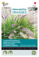Ornamental Grasses, Pennisetum alopecuriodes - Buzzy