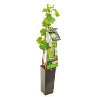 Witte druif Vitis Bianca Witte druif Vitis Bianca