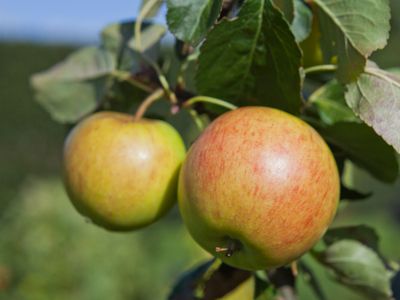 Halfstam dikke Appelboom 'James grieve' Halfstam dikke Appelboom 'James grieve'