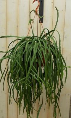 Lepismium Bolivianum - Warentuin natuurlijk