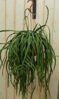 Lepismium Bolivianum - Warentuin natuurlijk