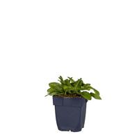 Stachys mon. vaste plant Griffioen vaste plant Griffioen - Griffioen