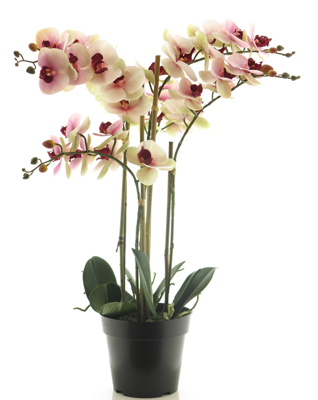 (Best) RT Phalaenopsis Bora x5 in pot 60cm pink - Nova nature