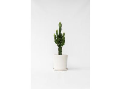 Euphorbia Eritrea Cactus - 45-55cm