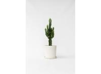 Euphorbia Eritrea Cactus - 45-55cm