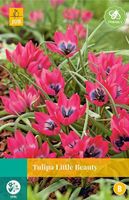 Tulipa Little Beauty 8 bollen - JUB - thumbnail