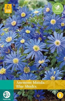 Anemone bl. Blue Shades 12 bollen - Jub