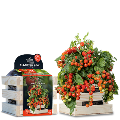 Baza garden box heartbreakers vita f1