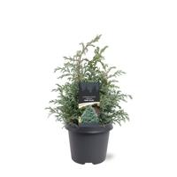 Chamaecyparis pis. Baby Blue 30-40 cm Conifeer - Warentuin natuurlijk