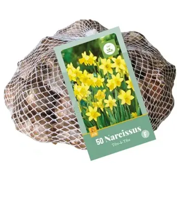 Bloembollen Narcissus Tête-à-tête 50st