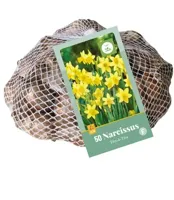 Bloembollen Narcissus Tête-à-tête 50st Bloembollen Narcissus Tête-à-tête 50st