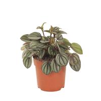 Peperomia Piccola Banda P 11 cm