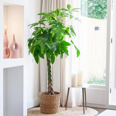 Pachira Aquatica - Geldboom - P21