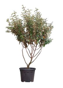 Olijfwilg meerstammig Elaeagnus ebbingei h 187,5 cm - Warentuin Natuurlijk