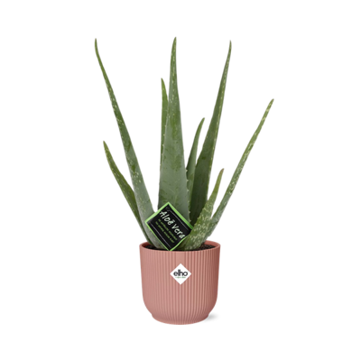 Aloe Vera 12cm in ELHO Vibes Fold 14cm roze