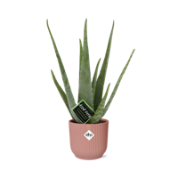 Aloe Vera 12cm in ELHO Vibes Fold 14cm roze