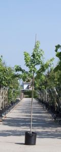 2 stuks! Amberboom Liquidambar styraciflua h 250 cm st. omtrek 8 cm boom - Warentuin Natuurlijk