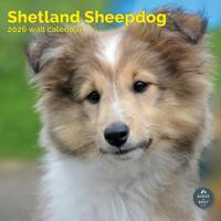 Shetland Sheepdog Kalender 2026