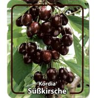 Prunus Avium Kordia - Oosterik home