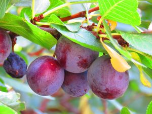 Hoogstam dikke Pruimenboom