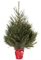 Kerstboom Picea Abies in pot 125-150cm