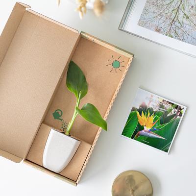 plantje.nl Strelitzia Paradijsvogelplant Brievenbusboompje, Groen blad,Kleine plant, Bio-based potje van Nederlands olifantsgras, Inclusief flyer met