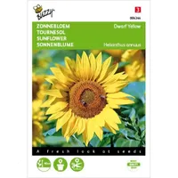 Helianthus, lage Zonnebloem Yellow