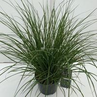 Lampenpoetsersgras (Pennisetum alopecuroides "Hameln") siergras - In 3 liter pot - 1 stuks