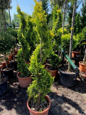 Gele conifeer spiraal