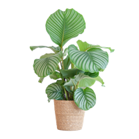 Calathea Orbifolia met Sofia mand naturel - 65cm - Ø21 Calathea Orbifolia met Sofia mand naturel - 65cm - Ø21