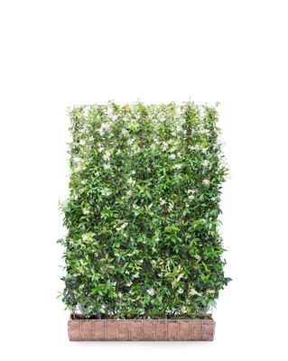 Mobilane Kant en klaar haag Trachelospermum Jasminoides 120x180cm.