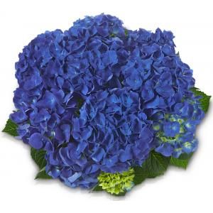 Hydrangea Macrophylla Classic® "Jip"® boerenhortensia