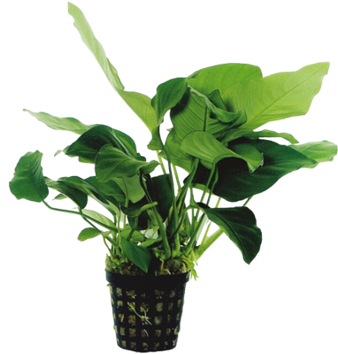 AquaVitaal Anubias Barteri Var. Nana