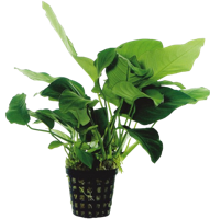 AquaVitaal Anubias Barteri Var. Nana AquaVitaal Anubias Barteri Var. Nana