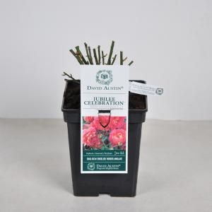 Engelse roos (rosa "Jubilee Celebration"®) - C5 - 1 stuks